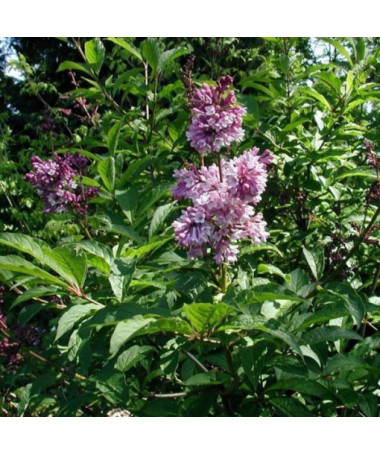 Lilkovec (Syringa) Josika, květináč, 4l