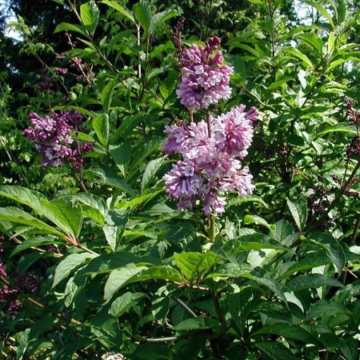 Lilkovec (Syringa) Josika, květináč, 4l