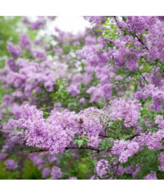 Šeřík (bez) Miss Kim  4l