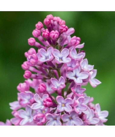 Šeřík (bez) Miss Kim  4l