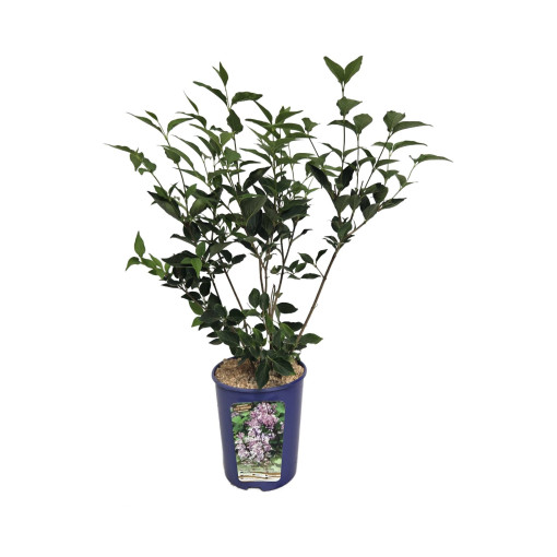 Šeřík (bez) Miss Kim  4l