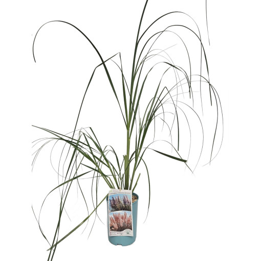 Trawa pampasowa ROSEA  4l