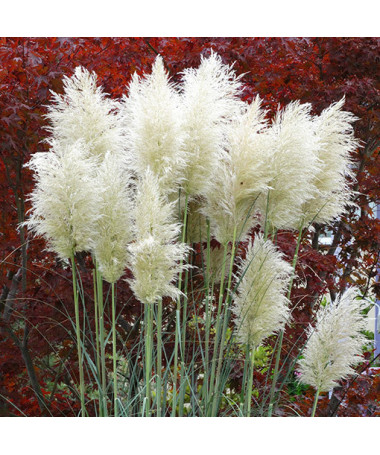 Pampová tráva 'White Plume'  4l