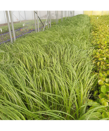Pampová tráva 'White Plume'  4l