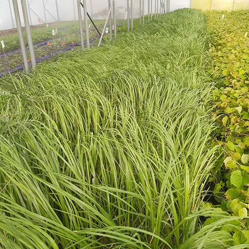 Pampová tráva 'White Plume'  4l