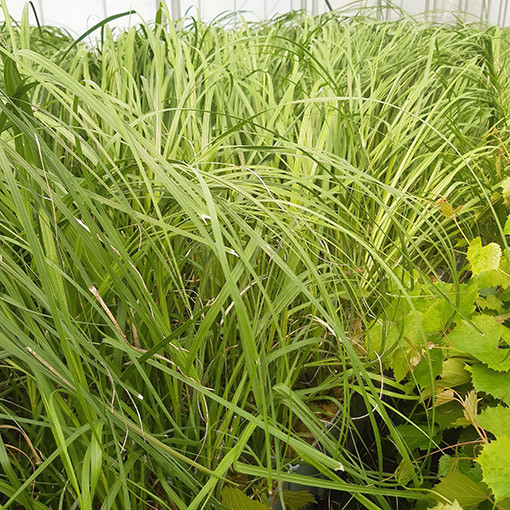 Pampová tráva 'White Plume'  4l