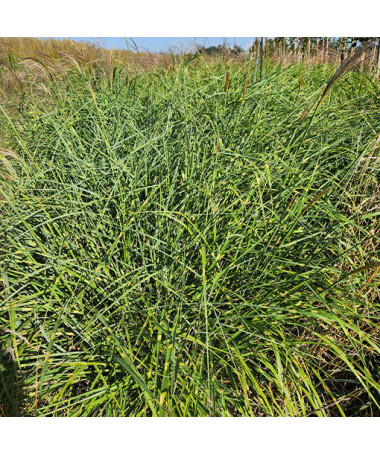 Ozdobnice čínská 'Little Zebra' 2L