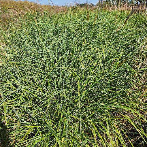 Ozdobnice čínská 'Little Zebra' 2L