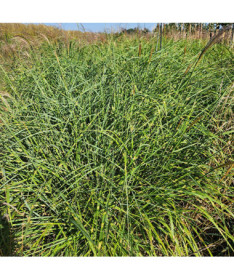 Ozdobnice čínská 'Little Zebra' 2L