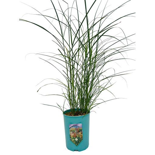 Ozdobnice čínská 'Red Chief'  4l