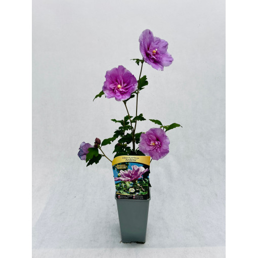 Syrský ibišek (Hibiscus) Ardens, 2L