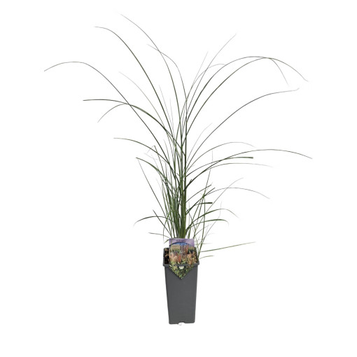 Ozdobnice čínská 'Red Chief' 2L