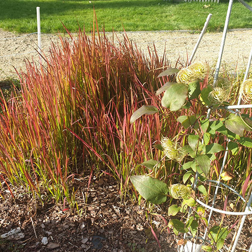 Imperáta válcovitá 'Red Baron'  4l