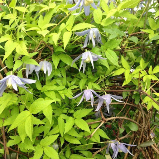 Clematis Stolwijk Gold 4L květináč