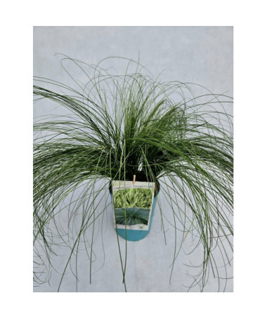 Ostřice vlasovitá 'Frosted Curls' 4l