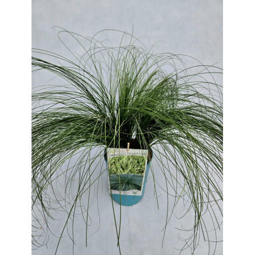 Ostřice vlasovitá 'Frosted Curls' 4l