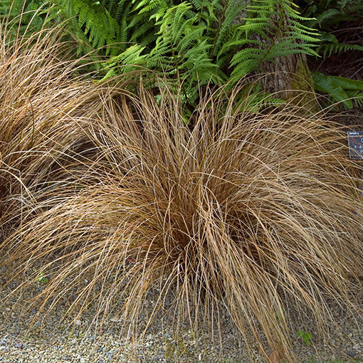 Ostřice vlasovitá 'Bronco'  4l