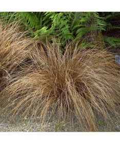 Ostřice vlasovitá 'Bronco'  4l