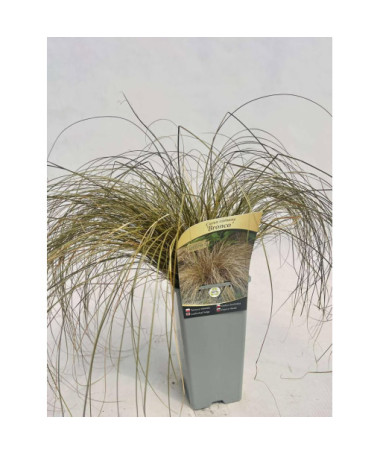 Ostřice vlasovitá 'Bronco' 2L