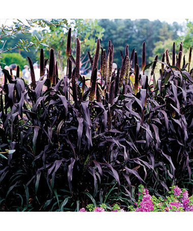 Perlovník 'Purple Baron'  4l