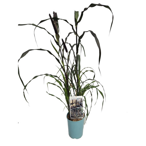 Perlovník 'Purple Baron'  4l