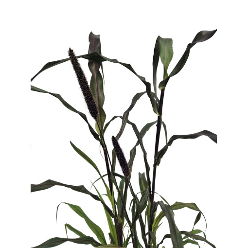 Perlovník 'Purple Baron'  4l