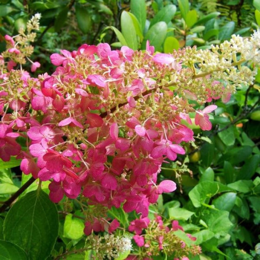 Sada 4 ks - Hortenzii keřové v květináči 2L