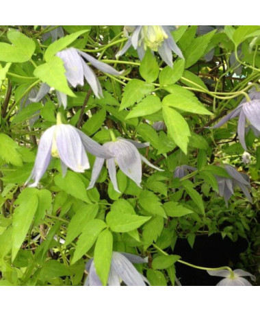 Clematis Stolwijk Gold 4L květináč