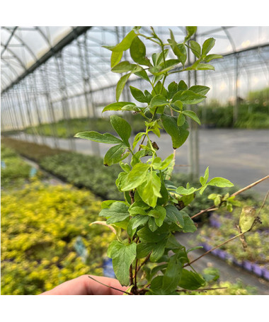 Plamének 'Mary Rose'  4l