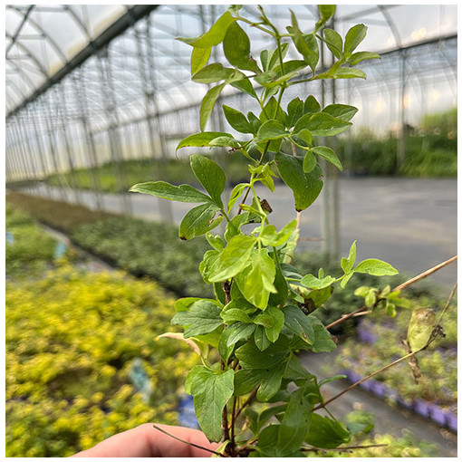 Plamének 'Mary Rose'  4l