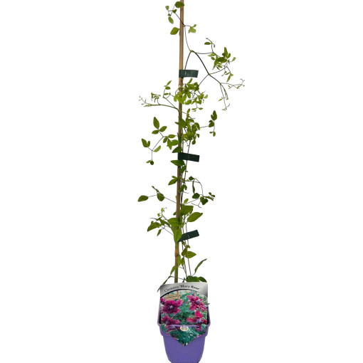 Plamének 'Mary Rose'  4l