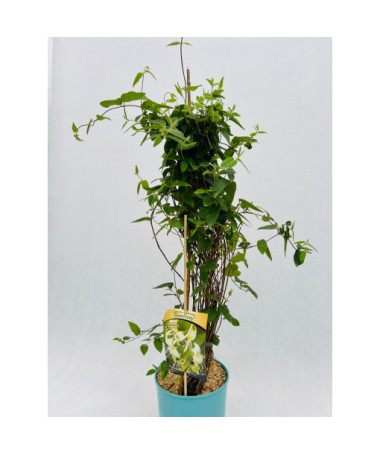 Zimolez ostrý VĚČNĚ ZELENÝ  4l nádoba