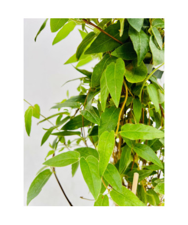 Zimolez ostrý VĚČNĚ ZELENÝ  4l nádoba