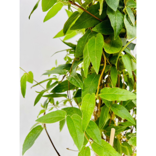 Zimolez ostrý VĚČNĚ ZELENÝ  4l nádoba