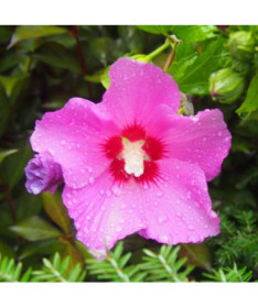 Syrský ibišek (Hibiscus) 'Pink Giant' 2L