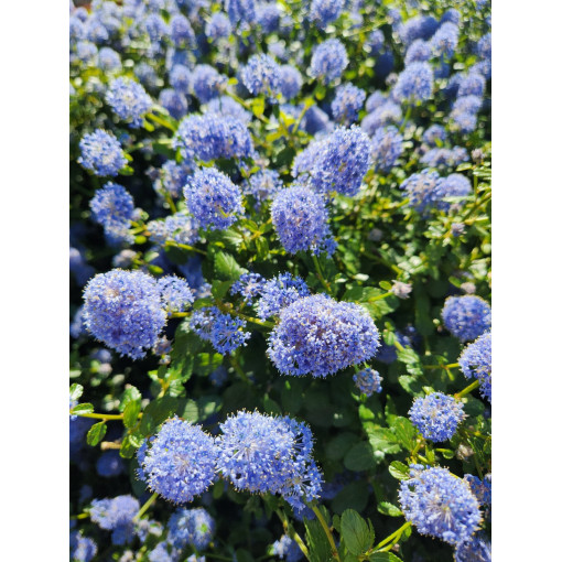 Ceanothus 'Victoria’ 2L