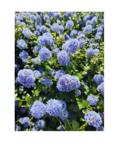 Ceanothus 'Victoria’ 2L