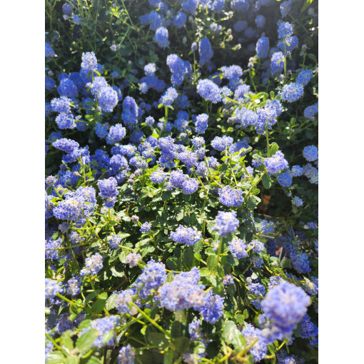 Ceanothus 'Victoria’ 2L