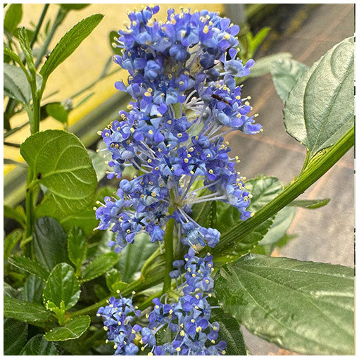 Ceanothus 'Victoria’ 2L