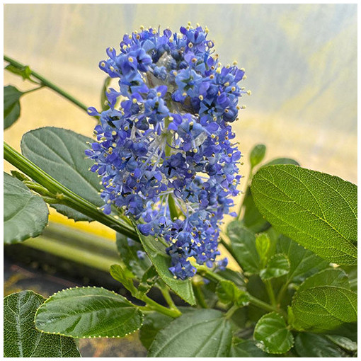 Ceanothus 'Victoria’ 2L