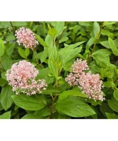 Zeravec bledý 'Marie Simon' 2L