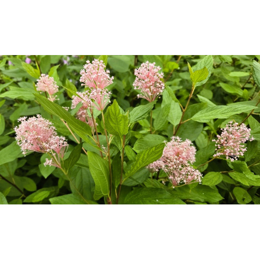 Zeravec bledý 'Marie Simon' 2L