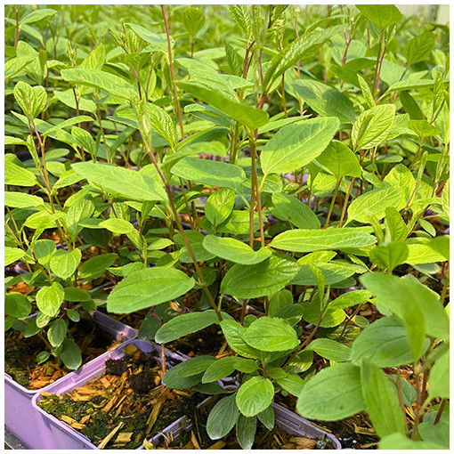 Zeravec bledý 'Marie Simon' 2L