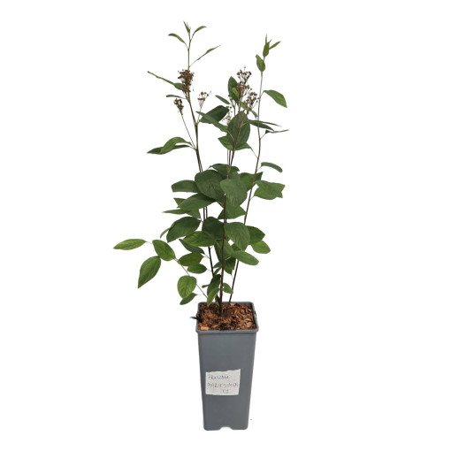 Zeravec bledý 'Marie Simon' 2L