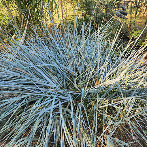 Ovsík písečný 2L