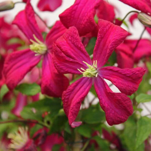 Clematis viticella 'Rubra' 4L květináč