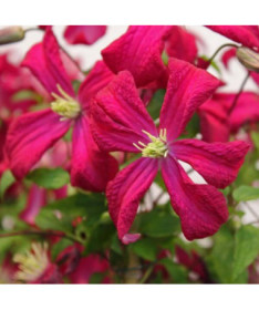 Clematis viticella 'Rubra' 4L květináč