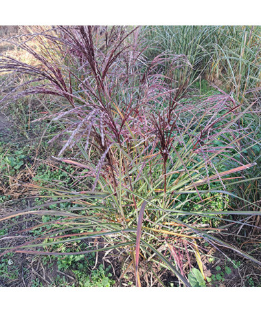 Ozdobnice čínská 'New Hybrid' 2L