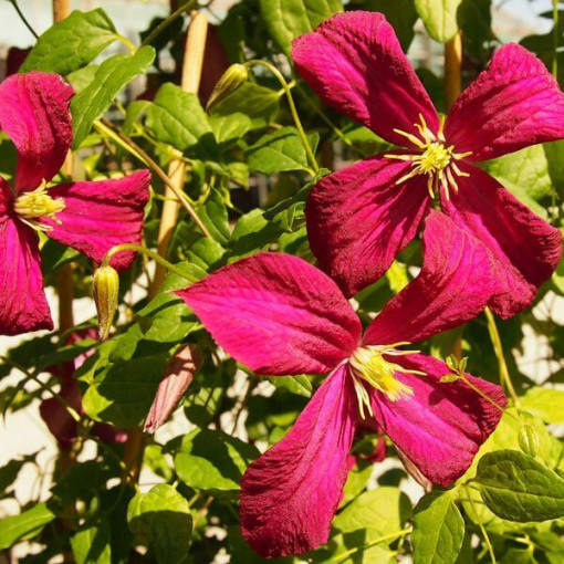 Clematis viticella 'Rubra' 4L květináč