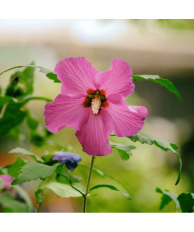 Syrský ibišek (Hibiscus) 'Maike' jednotlivý,  4l